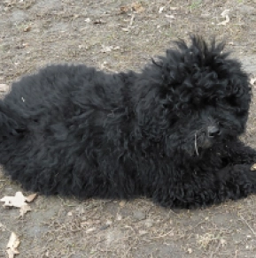 Puli puppy for sale